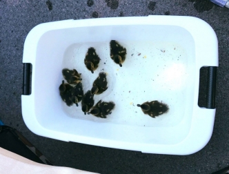 Entenfamilie bei Zahnarztordination Dr. Charvat